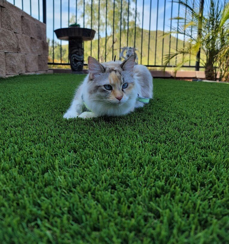 Artificial Grass Products, Clean-R Turf Cleaning & Odor Removal